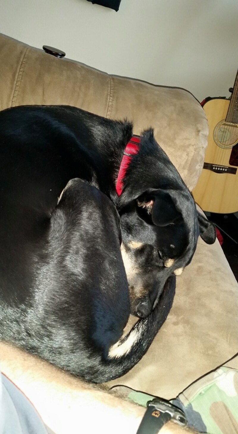 Clapton curled up on the couch.