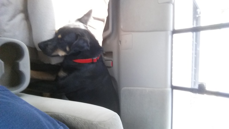 Clapton laying down in the back of the Tacoma.