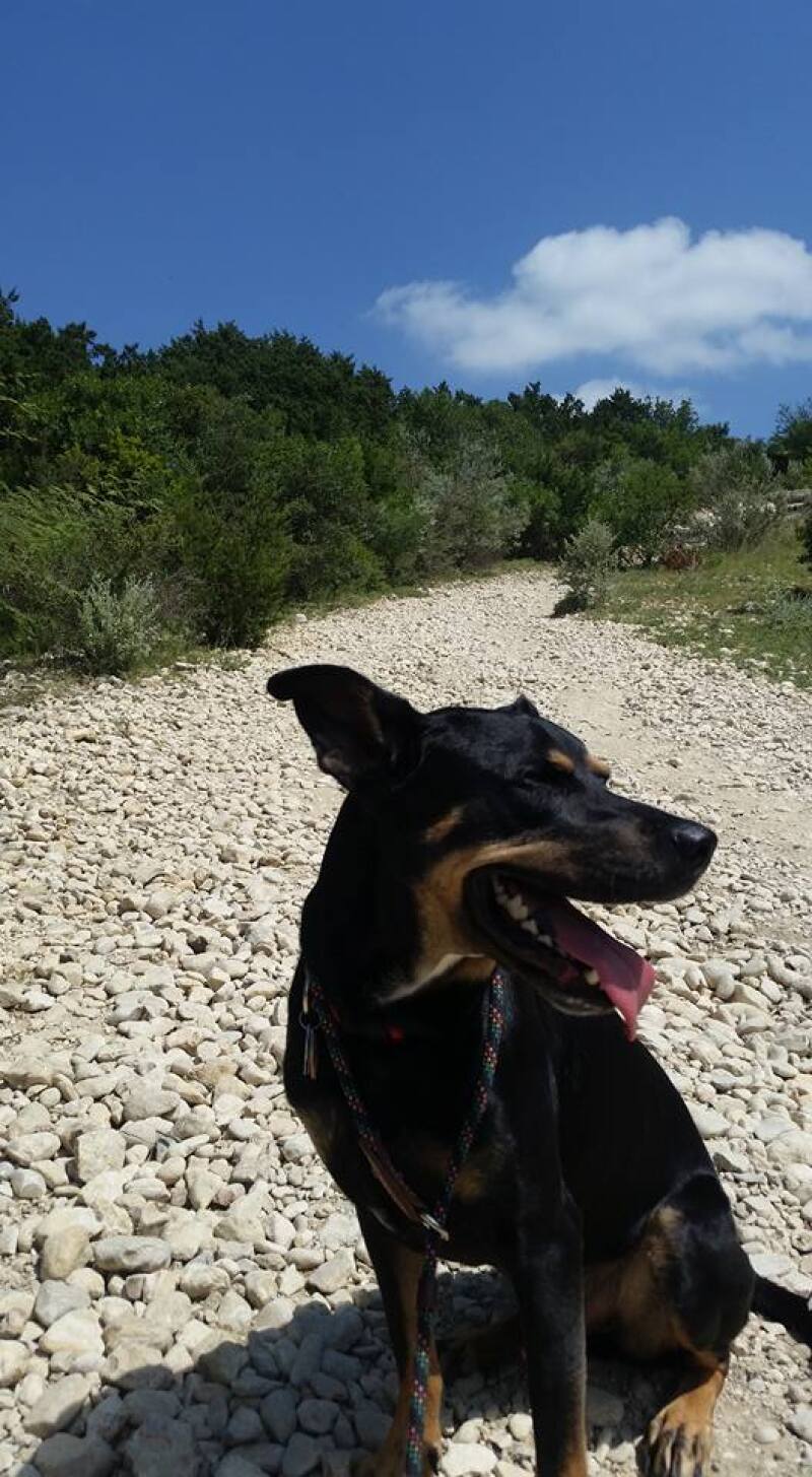 Clapton happy on a sunny day on a rocky trail.