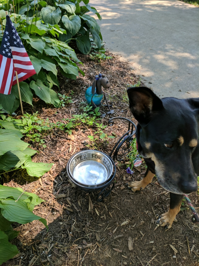 Clapton and a neighbor's dog bowl, outside.