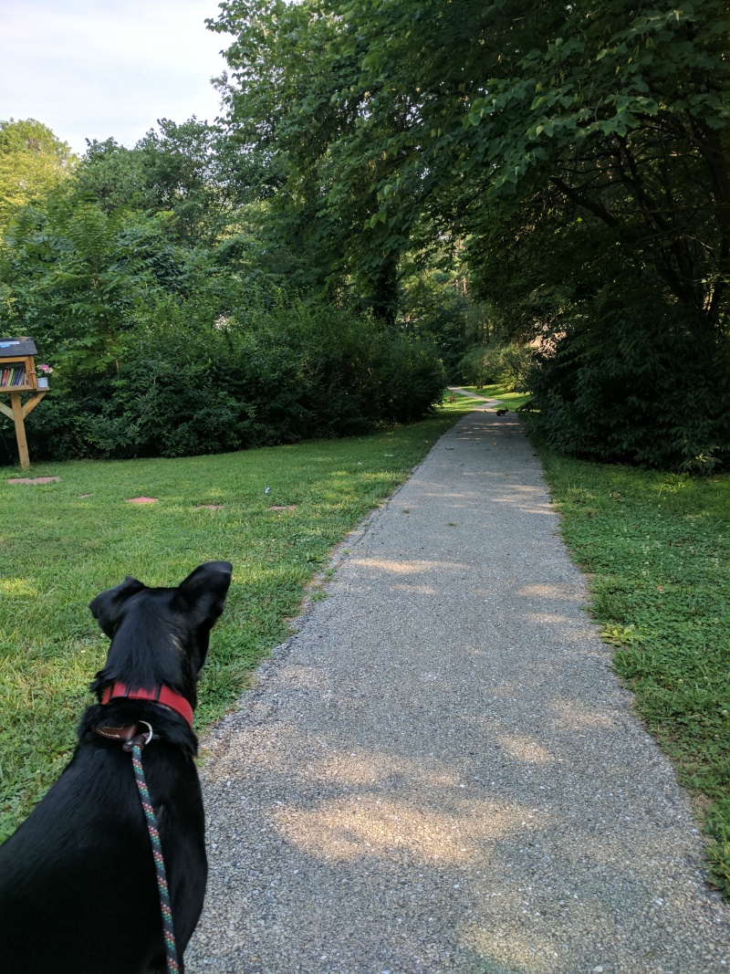 Clapton on a trail, perked up and sighting-in a rabbit.