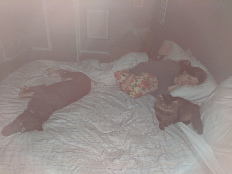 Clapton, Fatty, and Sarah resting in the bed.