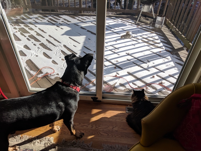 Clapton and Fatty staring-down a squirrel on a snowy deck.