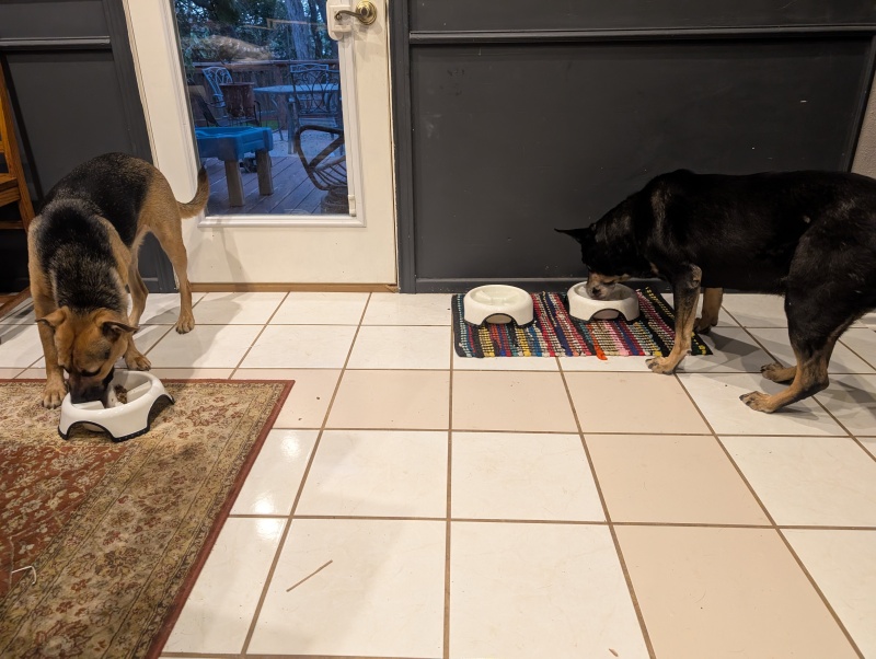 Clapton and Biscuit eating from their dog bowls.
