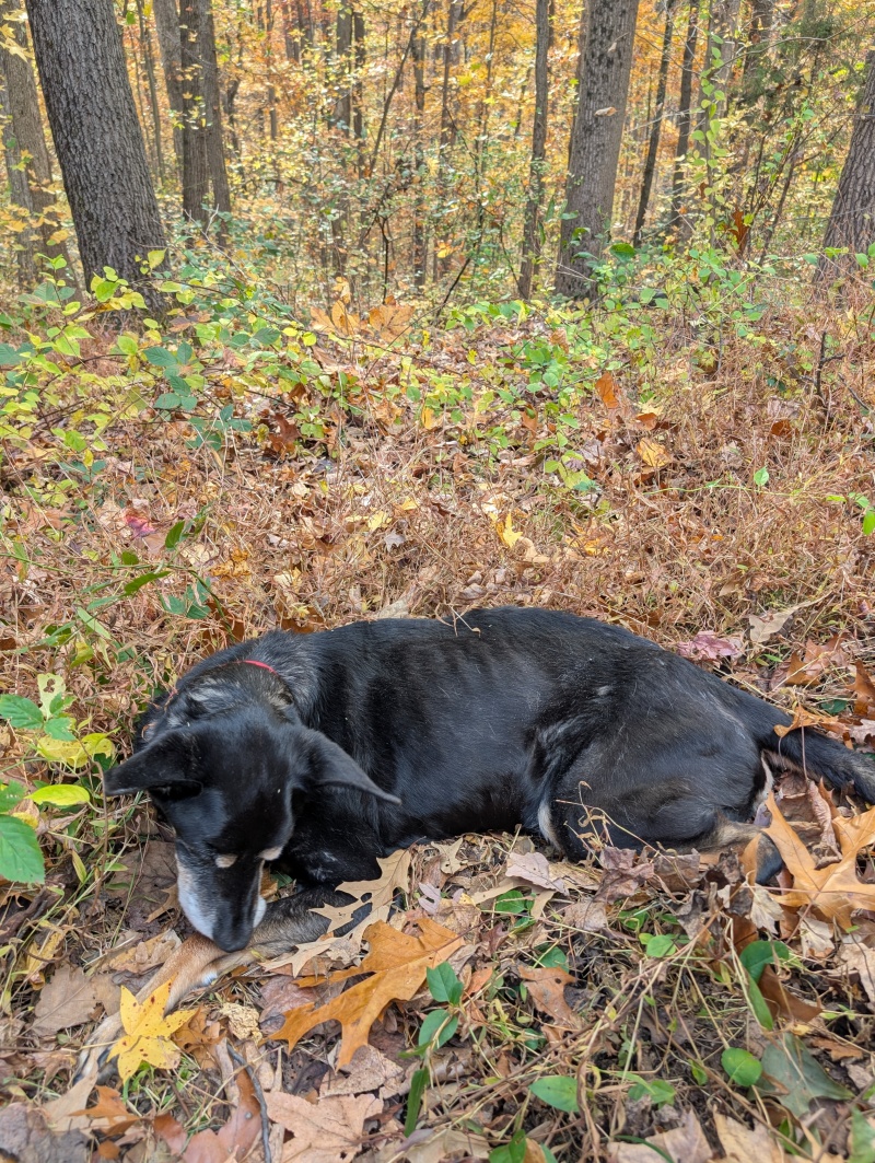 Clapton laying in the grass.
